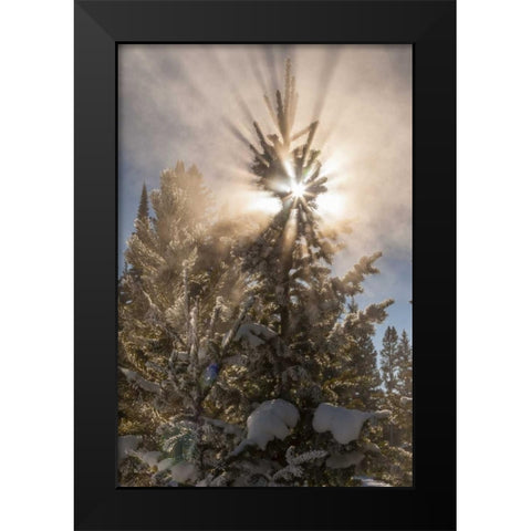 WY, Yellowstone Sunburst through tree in winter Black Modern Wood Framed Art Print by Illg, Cathy and Gordon