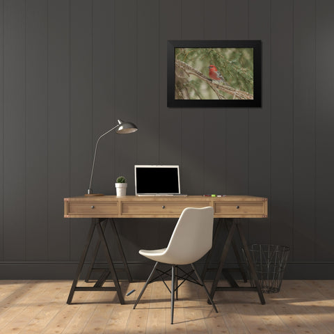 Wyoming, Yellowstone Pine grosbeak bird in tree Black Modern Wood Framed Art Print by Illg, Cathy and Gordon