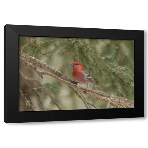 Wyoming, Yellowstone Pine grosbeak bird in tree Black Modern Wood Framed Art Print by Illg, Cathy and Gordon