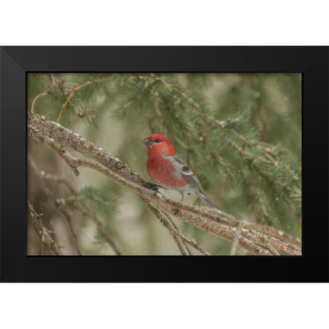 Wyoming, Yellowstone Pine grosbeak bird in tree Black Modern Wood Framed Art Print by Illg, Cathy and Gordon