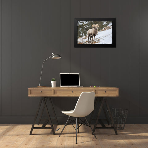 Wyoming, Yellowstone NP Bighorn sheep in snow Black Modern Wood Framed Art Print by Illg, Cathy and Gordon