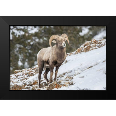 Wyoming, Yellowstone NP Bighorn sheep in snow Black Modern Wood Framed Art Print by Illg, Cathy and Gordon