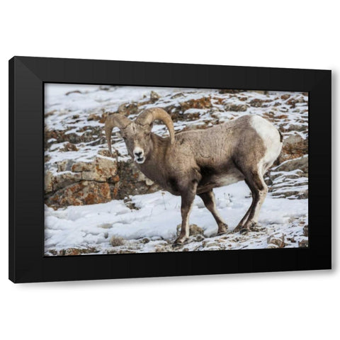 Wyoming, Yellowstone NP Bighorn sheep in snow Black Modern Wood Framed Art Print by Illg, Cathy and Gordon
