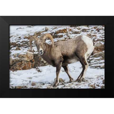 Wyoming, Yellowstone NP Bighorn sheep in snow Black Modern Wood Framed Art Print by Illg, Cathy and Gordon