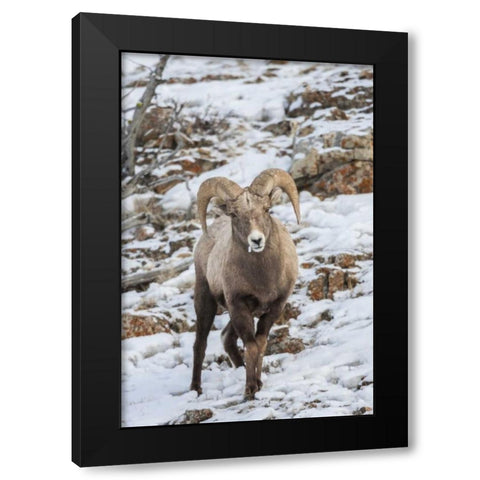 Wyoming, Yellowstone NP Bighorn sheep in snow Black Modern Wood Framed Art Print by Illg, Cathy and Gordon