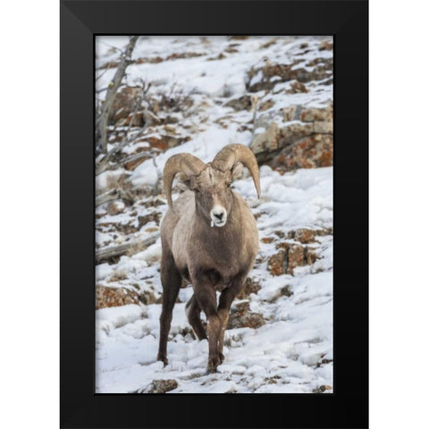 Wyoming, Yellowstone NP Bighorn sheep in snow Black Modern Wood Framed Art Print by Illg, Cathy and Gordon