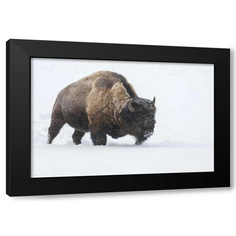 Wyoming, Yellowstone NP Bison walking in snow Black Modern Wood Framed Art Print by Illg, Cathy and Gordon
