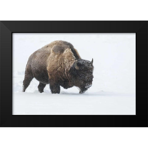 Wyoming, Yellowstone NP Bison walking in snow Black Modern Wood Framed Art Print by Illg, Cathy and Gordon
