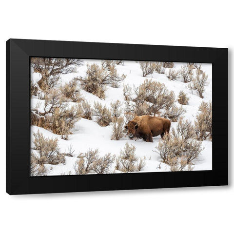 Wyoming-Yellowstone National Park Bison in snow Black Modern Wood Framed Art Print with Double Matting by Jaynes Gallery