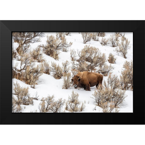 Wyoming-Yellowstone National Park Bison in snow Black Modern Wood Framed Art Print by Jaynes Gallery