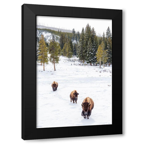 Wyoming-Yellowstone National Park Bison walking in snow Black Modern Wood Framed Art Print by Jaynes Gallery