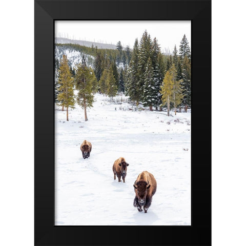 Wyoming-Yellowstone National Park Bison walking in snow Black Modern Wood Framed Art Print by Jaynes Gallery