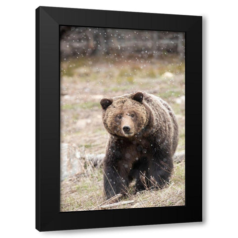close-up Grizzly bear sow in spring snowfall Black Modern Wood Framed Art Print with Double Matting by Jaynes Gallery