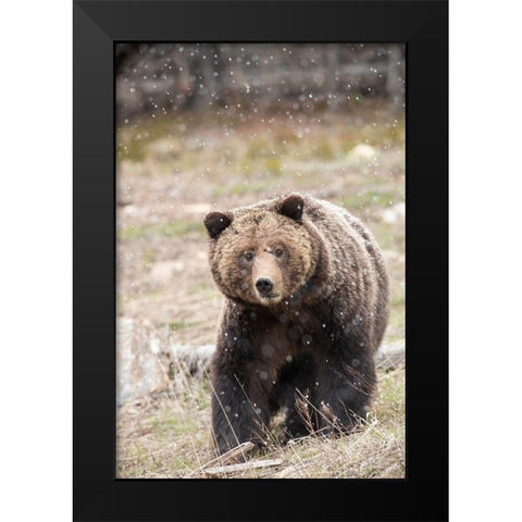 close-up Grizzly bear sow in spring snowfall Black Modern Wood Framed Art Print by Jaynes Gallery