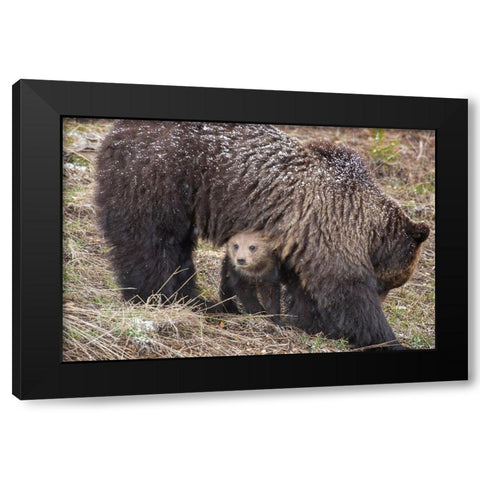 Wyoming-Yellowstone National Park Grizzly bear cub sheltering under mother Black Modern Wood Framed Art Print by Jaynes Gallery