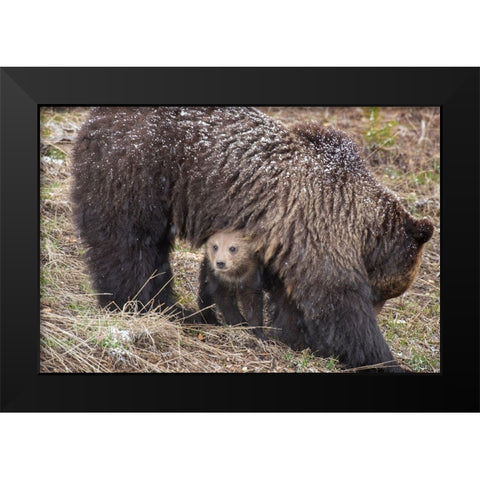 Wyoming-Yellowstone National Park Grizzly bear cub sheltering under mother Black Modern Wood Framed Art Print by Jaynes Gallery