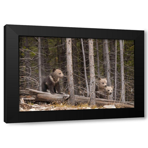 Wyoming-Yellowstone National Park Three grizzly bear cubs Black Modern Wood Framed Art Print with Double Matting by Jaynes Gallery