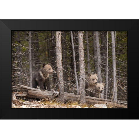 Wyoming-Yellowstone National Park Three grizzly bear cubs Black Modern Wood Framed Art Print by Jaynes Gallery