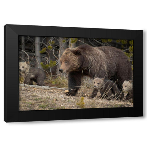 Wyoming-Yellowstone National Park Grizzly bear sow with cubs in spring Black Modern Wood Framed Art Print with Double Matting by Jaynes Gallery