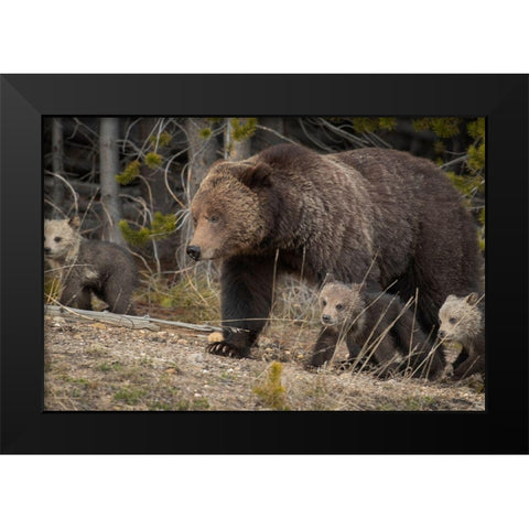 Wyoming-Yellowstone National Park Grizzly bear sow with cubs in spring Black Modern Wood Framed Art Print by Jaynes Gallery