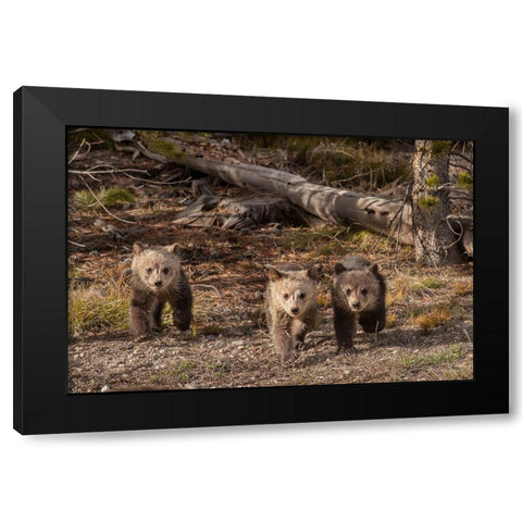 Wyoming-Yellowstone National Park Three grizzly bear cubs Black Modern Wood Framed Art Print by Jaynes Gallery
