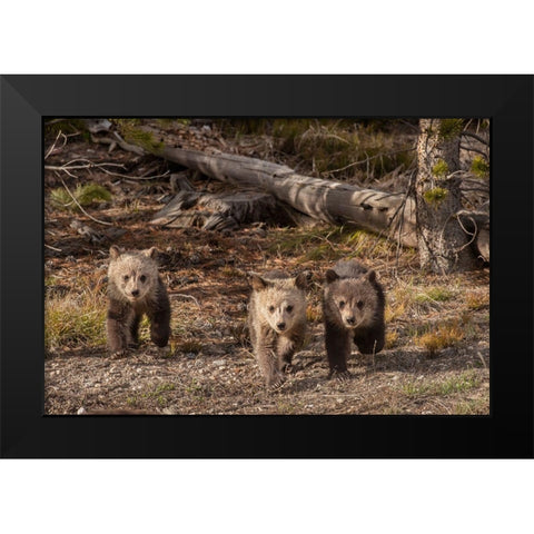 Wyoming-Yellowstone National Park Three grizzly bear cubs Black Modern Wood Framed Art Print by Jaynes Gallery
