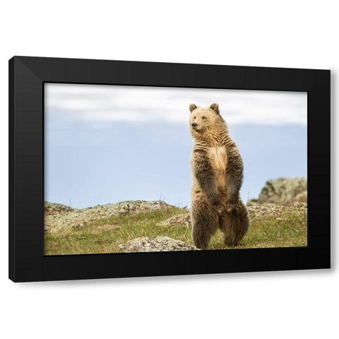Wyoming-Yellowstone National Park Grizzly bear sniffing air while standing Black Modern Wood Framed Art Print with Double Matting by Jaynes Gallery