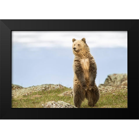 Wyoming-Yellowstone National Park Grizzly bear sniffing air while standing Black Modern Wood Framed Art Print by Jaynes Gallery