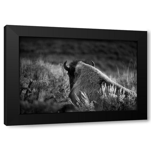Wyoming-Yellowstone National Park Bison resting at sunset Black Modern Wood Framed Art Print by Jaynes Gallery