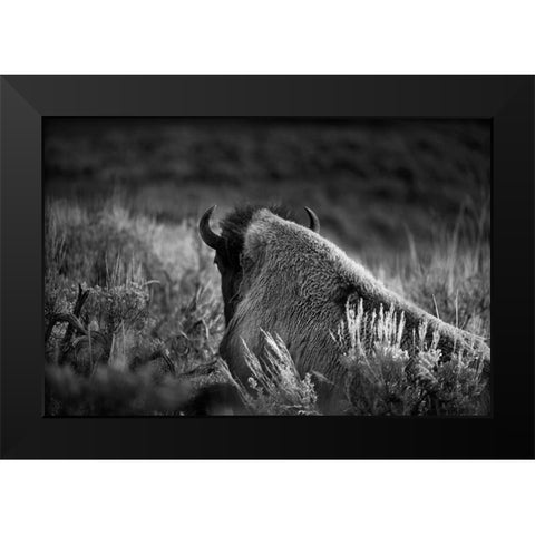 Wyoming-Yellowstone National Park Bison resting at sunset Black Modern Wood Framed Art Print by Jaynes Gallery