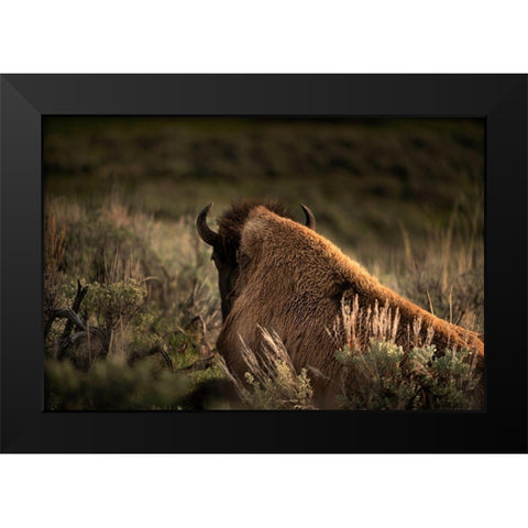 Wyoming-Yellowstone National Park Bison resting at sunset Black Modern Wood Framed Art Print by Jaynes Gallery