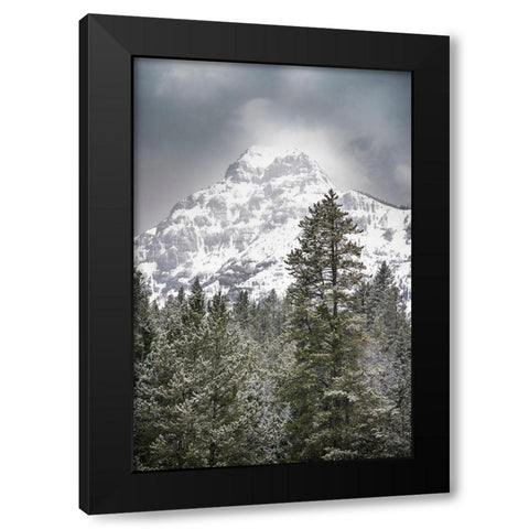 Wyoming-Yellowstone National Park Spring snow storm on mountain Black Modern Wood Framed Art Print by Jaynes Gallery