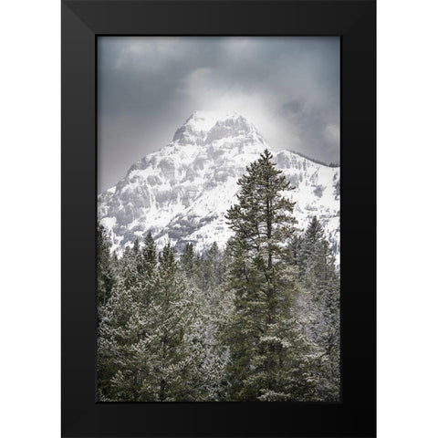 Wyoming-Yellowstone National Park Spring snow storm on mountain Black Modern Wood Framed Art Print by Jaynes Gallery