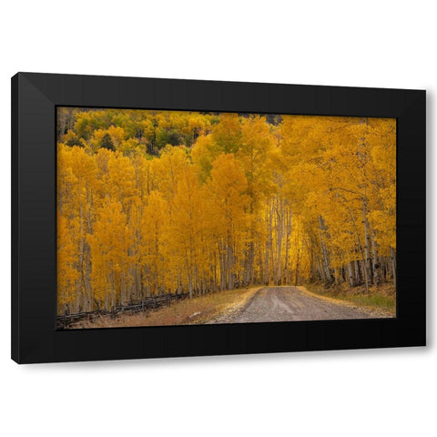 USA-Wyoming-Grand Teton National Park Road through fall aspen trees Black Modern Wood Framed Art Print with Double Matting by Jaynes Gallery