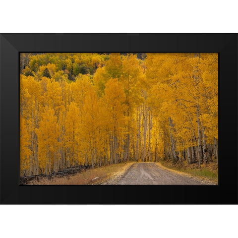 USA-Wyoming-Grand Teton National Park Road through fall aspen trees Black Modern Wood Framed Art Print by Jaynes Gallery
