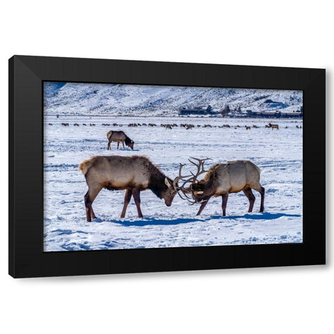 USA- Wyoming- National Elk Refuge. Bull elks sparring. Black Modern Wood Framed Art Print with Double Matting by Jaynes Gallery