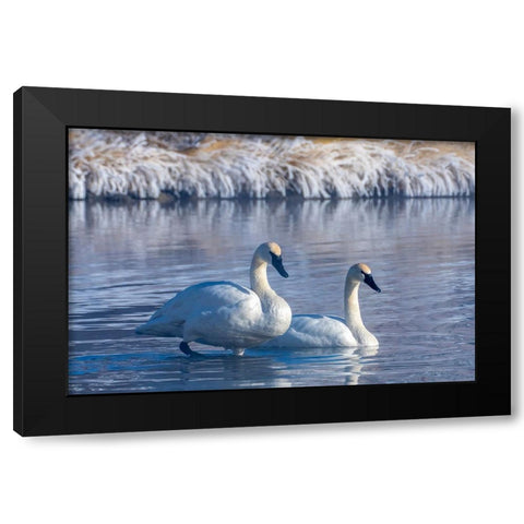 USA- Wyoming- Jackson National Fish Hatchery. Trumpeter swan pair on pond in winter. Black Modern Wood Framed Art Print by Jaynes Gallery