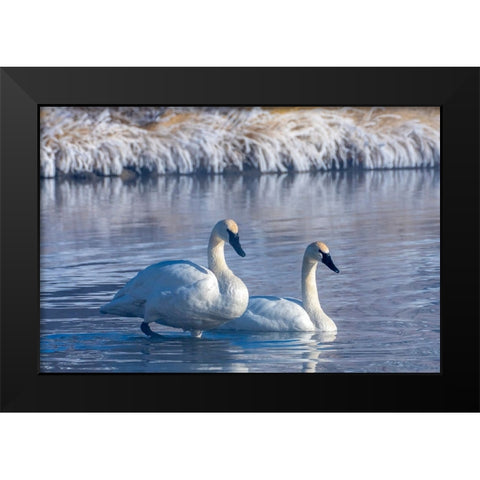USA- Wyoming- Jackson National Fish Hatchery. Trumpeter swan pair on pond in winter. Black Modern Wood Framed Art Print by Jaynes Gallery