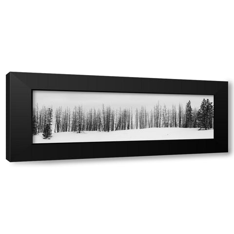 USA-Wyoming-Yellowstone National Park Winter line of trees Black Modern Wood Framed Art Print with Double Matting by Hopkins, Cindy Miller