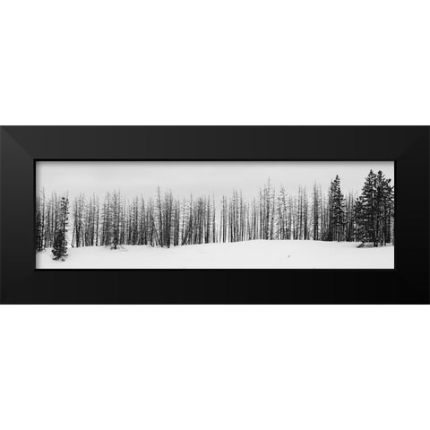 USA-Wyoming-Yellowstone National Park Winter line of trees Black Modern Wood Framed Art Print by Hopkins, Cindy Miller