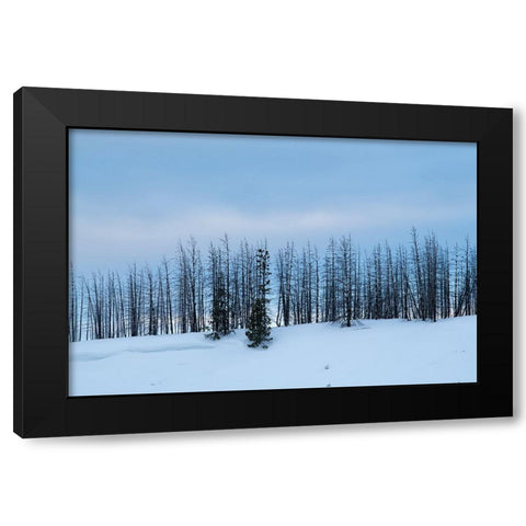 USA-Wyoming-Yellowstone National Park Winter line of trees Black Modern Wood Framed Art Print with Double Matting by Hopkins, Cindy Miller