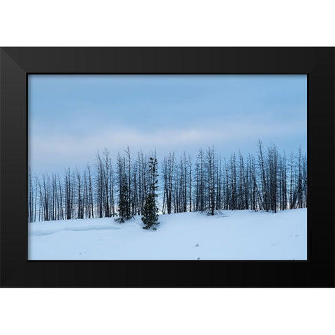 USA-Wyoming-Yellowstone National Park Winter line of trees Black Modern Wood Framed Art Print by Hopkins, Cindy Miller