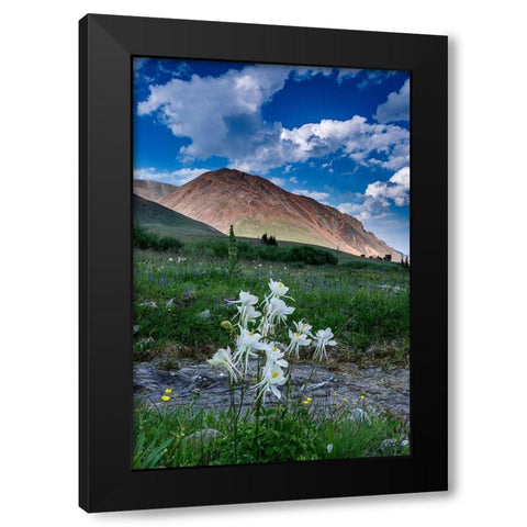 Columbine and small creek-Absaroka Mountains near Cody and Meeteetse-Wyoming-USA Black Modern Wood Framed Art Print with Double Matting by Garber, Howie