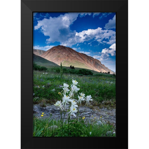 Columbine and small creek-Absaroka Mountains near Cody and Meeteetse-Wyoming-USA Black Modern Wood Framed Art Print by Garber, Howie