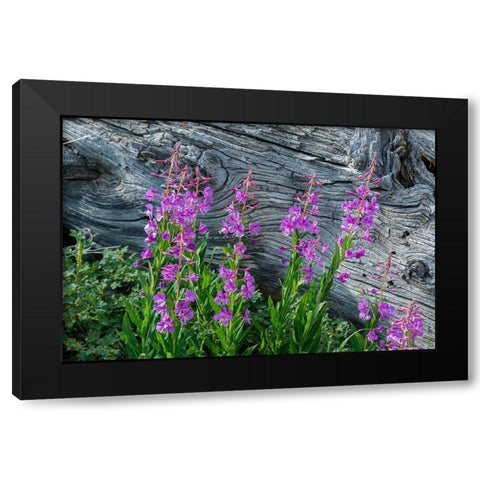 Fireweed wildflowers in Absaroka Mountains near Cody and Meeteetse-Wyoming-USA Black Modern Wood Framed Art Print by Garber, Howie