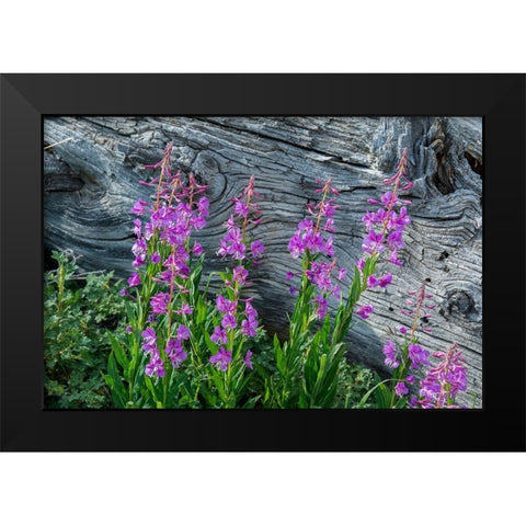 Fireweed wildflowers in Absaroka Mountains near Cody and Meeteetse-Wyoming-USA Black Modern Wood Framed Art Print by Garber, Howie