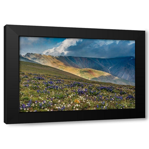 Lupine and Bistort wildflowers cover high alpine meadow-Absaroka Mountains Black Modern Wood Framed Art Print with Double Matting by Garber, Howie