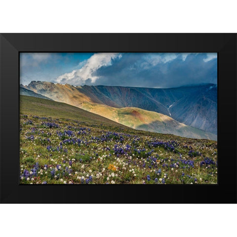 Lupine and Bistort wildflowers cover high alpine meadow-Absaroka Mountains Black Modern Wood Framed Art Print by Garber, Howie