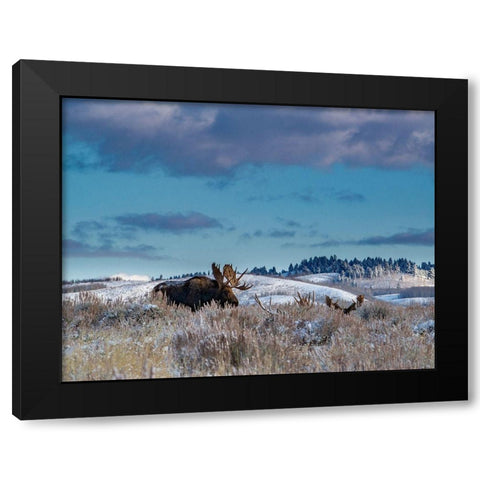 Bull moose providing lookout for the group-Grand Teton National Park-Wyoming Black Modern Wood Framed Art Print with Double Matting by Garber, Howie