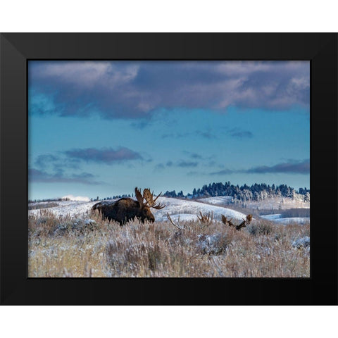 Bull moose providing lookout for the group-Grand Teton National Park-Wyoming Black Modern Wood Framed Art Print by Garber, Howie